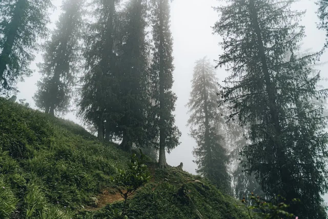Serene view of a mist-covered forest with tall coniferous trees on a hillside